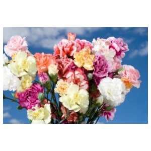 Assorted Color Spray Carnations 160:  Grocery & Gourmet 