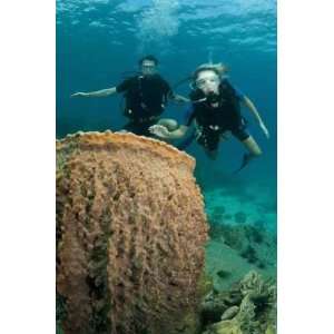 Scuba Divers and Barrel Sponge Coral   Peel and Stick Wall 