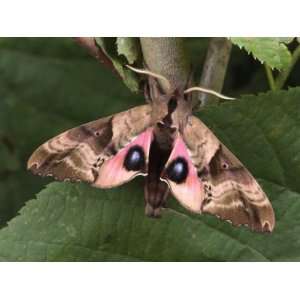  Blind Eyed Sphinx Moth Flashes Mock Eyes to Intimidate 