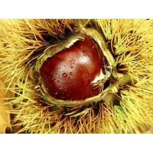  Sweet Chestnut, Chestnut Seed in Fruit Casing, France 