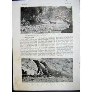    Kamodo Dragon Reptile London Zoo French Print 1935