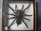 Real Big Giant Monster Taranula Spider Entimolgy Insect Taxidermy 