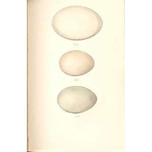   Meyer Bird Eggs 1842 Sheldrake Shoveller Gadwall