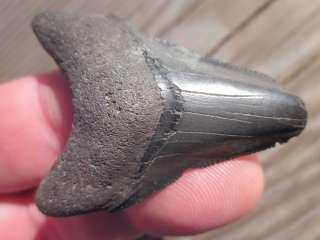   Megalodon Shark teeth fossils with confidence from the Tooth Sleuth