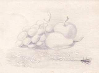 1893 Antique Original Drawing of Still Life with Fruit & Fly  