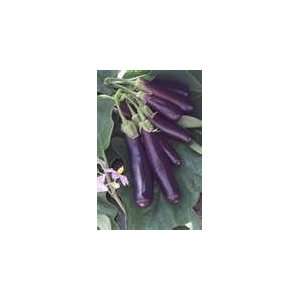    80 Heirloom long purple italian eggplant seeds 