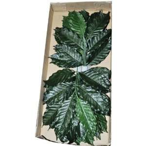   Sia Coffee Leaf, Stems of 6, Green, 18 Inches Tall (Pack of 24) Home