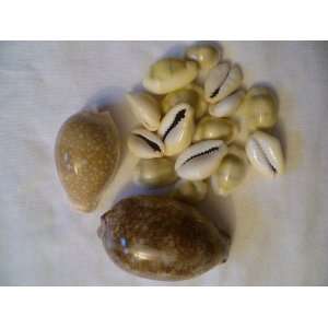  Assorted Cowrie Shells 
