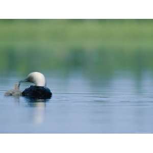  A Pacific Loon Feeds its Chick on a Serene Lake in Alaska 