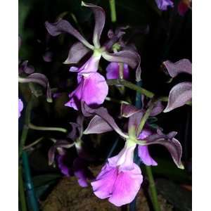 Mounted Encyclia cordigera orchid seedling