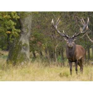  Red Deer Stag with Vegetation on Antlers During Rut 