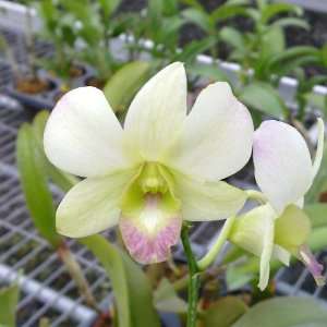 SD49 Orchid Plant Dendrobium Ai Miyazato  Grocery 