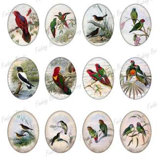 25 fashion digital 40x30 collage sheet bird animal Fit cabochon 
