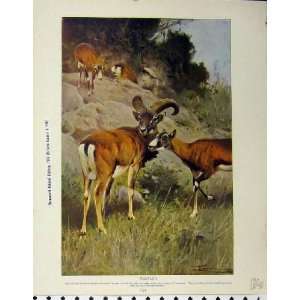  1926 Mouflon Bharal Wild Animals Natural History Print 