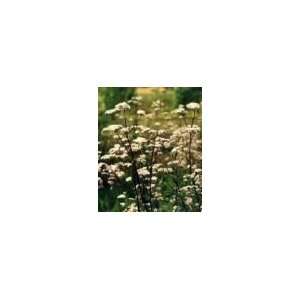  Organic Valerian   50 Seeds   Heirloom/Medicinal: Patio 