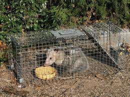 HUMANE LIVE ANIMAL TRAP for CATS, DOGS, POSSUM, RACOON  