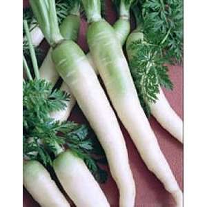  Carrot Lunar White Asian Seeds 2000 Seeds Patio, Lawn 