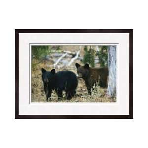  Juvenile American Black Bears Framed Giclee Print
