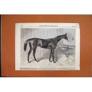  1864 Blair Athol Winner Derby Horse Stable Old Print
