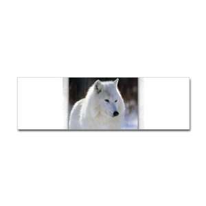  Bumper Sticker Arctic White Wolf 