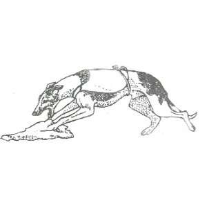  Dog Rubber Stamp   Whippet   WHIP 2E: Office Products