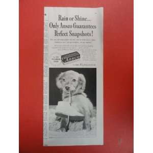 Ansco Film Print Ad. pup holding shoe by string.1951 Vintage Magazine 