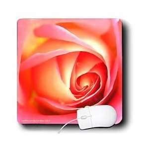  Hiller Designs Roses   Pink Gold Peace Rose   Mouse Pads: Electronics