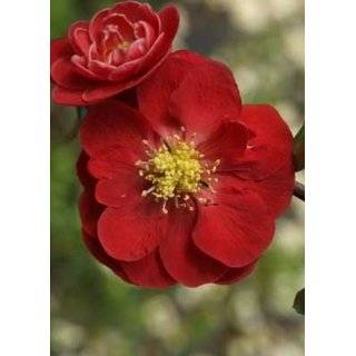  Toyo Nishiki Flowering Quince Plant   Outdoor or Bonsai 