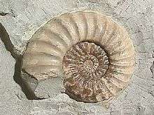 RARE Ammonite Natural Whole White Fossil Madagascar NR  