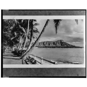  c1936 Honolulu,Oahu,Hawaii,Diamond Head,Leahi,Palm Tree 