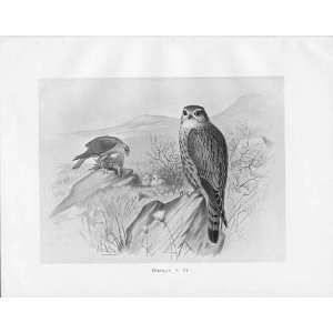  Birds Frohawk Drawings Antique Print Merlin