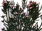 hardy rare pink opuntia kleinia pencil cholla cactus plant expedited