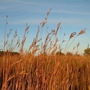  1 Prairie Grass Mix Patio, Lawn & Garden