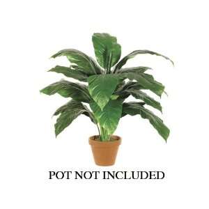  30 Giant Spathiphyllum Plant W/18 Lvs. Green (Pack of 2 