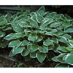  Francee Hosta   Extremely Sun Tolerant   Potted Patio 