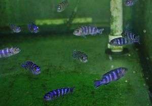 Live Tropical Freshwater Fish  2 Demasoni Cichlid  