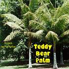 Teddy Bear Palm Dypsis leptocheilos LIVE SEEDLING COLORFUL FURRY RED 