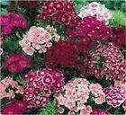 SWEET WILLIAM 100+ SEEDS ORGANIC, BEAUTIFUL CLUSTERS OF FLOWERS