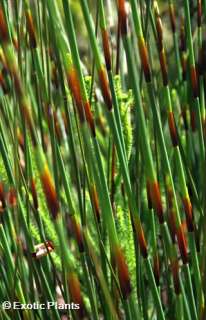 Chondropetalum tectorum   Cape Reed   seeds  