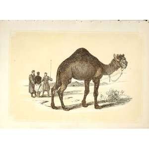    The Dromedary 1860 Coloured Engraving Sepia Style: Home & Kitchen