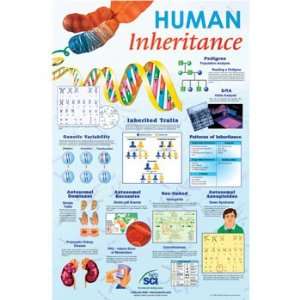 Human Inheritance Poster  Industrial & Scientific