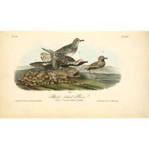   James Audubon   32 x 18 inches   Black bellied Plover. 1. Male