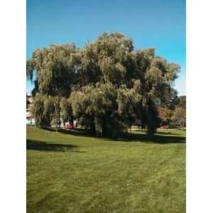   Wisconsin Weeping Willow 3 4 foot Bareroot tree Patio, Lawn & Garden