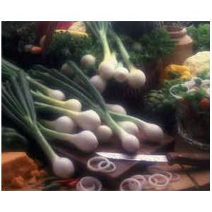 Baby Vidalia Onions  Grocery & Gourmet Food