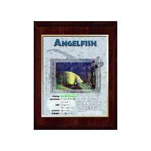  Marine (Angel Fish) Animal Planet Products 10 x 13 Plaque 