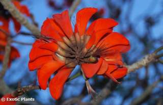Erythrina caffra   coast coral tree   5 seeds  