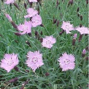    Dianthus Baths Pink 3 1/2 inch Pots Patio, Lawn & Garden