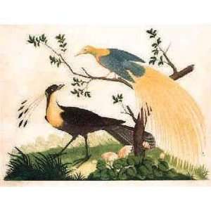  Bird Of Paradise Exotic Bird Poster Print: Home & Kitchen