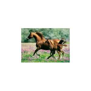  Mare and Foal   500 Pieces Jigsaw Puzzle Toys & Games