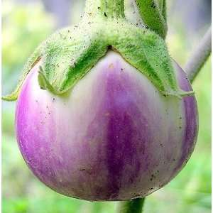  Thai Round Purple Eggplant Seeds